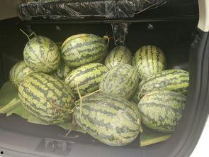 准备凳子吃瓜,共享瓜香时光