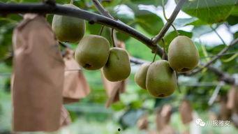 雅安最新吃瓜事件,揭秘背后真相与网络热议