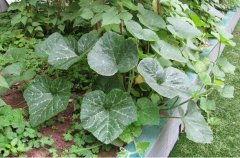 树叶吃瓜全部,一场与瓜果的奇幻之旅