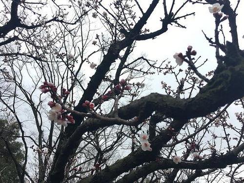 樱花吃瓜阁,揭秘娱乐圈那些不为人知的幕后故事