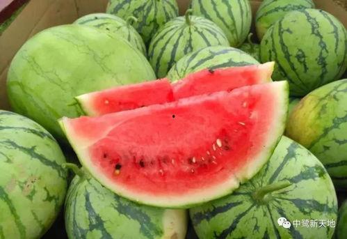 快速吃瓜的动作,揭秘快速吃瓜技巧大揭秘