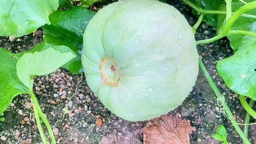 快速吃瓜的动作,揭秘快速吃瓜技巧大揭秘