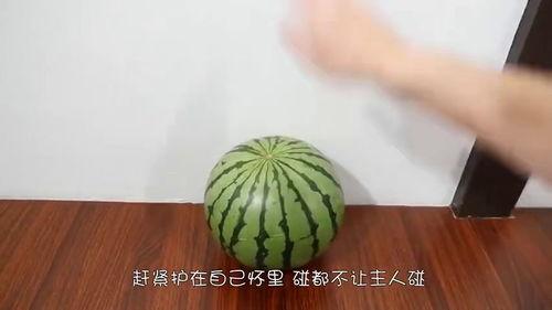 快速吃瓜的动作,揭秘快速吃瓜技巧大揭秘