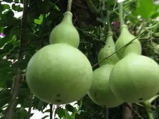 葫芦瓜怎么吃不苦,轻松享受清甜口感