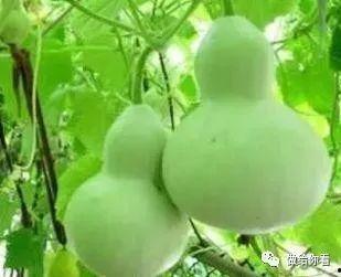 葫芦瓜怎么吃不苦,轻松享受清甜口感