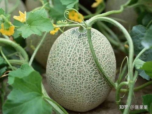 变色瓜老了可以吃吗,食用安全与营养价值解析