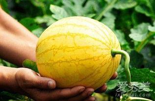 孕妇可以吃苗瓜吗,营养健康两不误