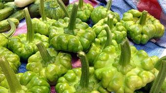 孕妇可以吃苗瓜吗,营养健康两不误