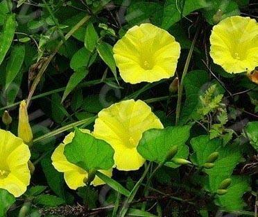 山瓜叶怎么吃,探索绿色食材的烹饪艺术