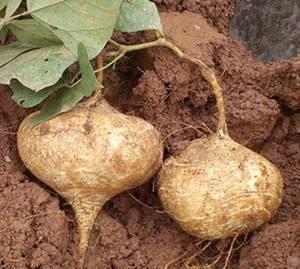 土瓜可以隔夜吃,美味依旧的秘密