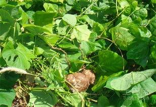 土瓜可以隔夜吃,美味依旧的秘密