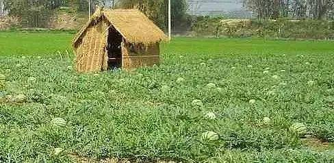 吃瓜群众摆摊了,揭秘摆摊背后的故事