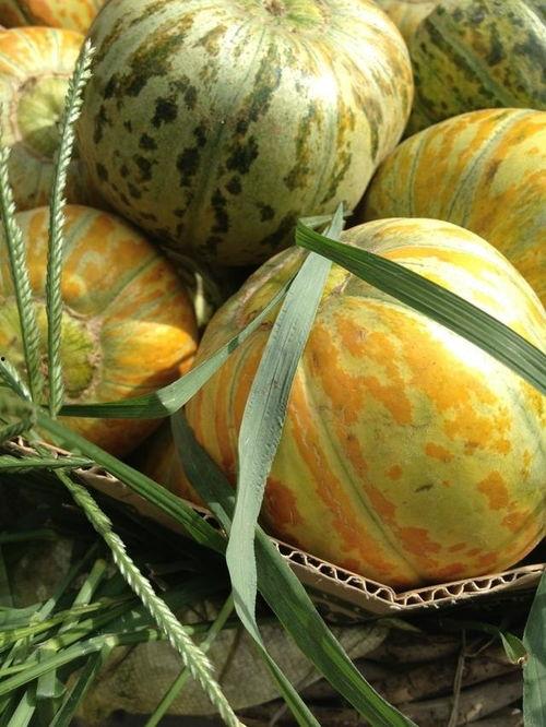 面瓜都是怎么吃,探索传统美食的无限可能