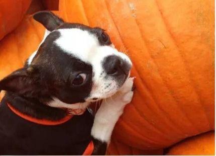 小狗可以吃鲜瓜不,小狗鲜瓜美食之旅