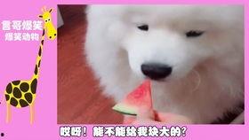 小狗可以吃鲜瓜不,小狗鲜瓜美食之旅