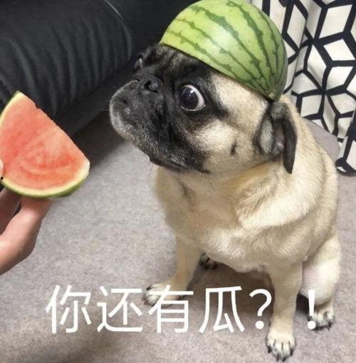 荧吃瓜表情包,揭秘娱乐圈的“瓜田”趣事