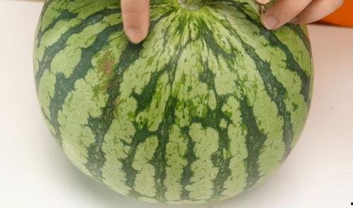 吃瓜留瓜,留瓜技巧大揭秘