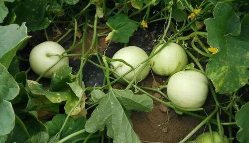 吃瓜留瓜,留瓜技巧大揭秘