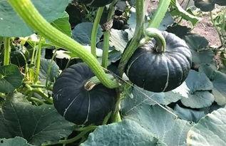 减肥吃板栗瓜好吗,健康美味两不误