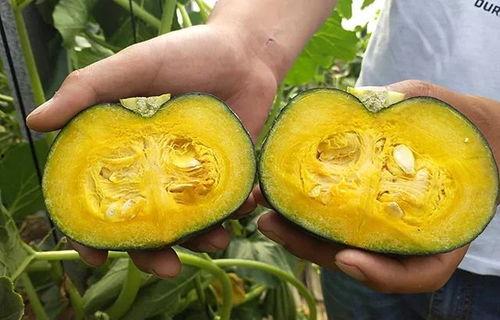 减肥吃板栗瓜好吗,健康美味两不误