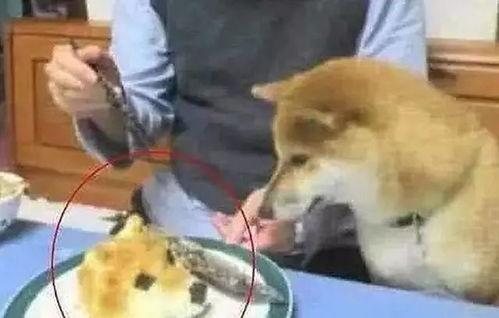 狗头逻辑鹿羽吃瓜,揭秘网络迷因背后的趣味与思考