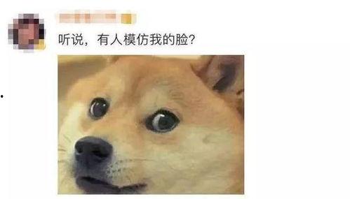 狗头逻辑鹿羽吃瓜,揭秘网络迷因背后的趣味与思考