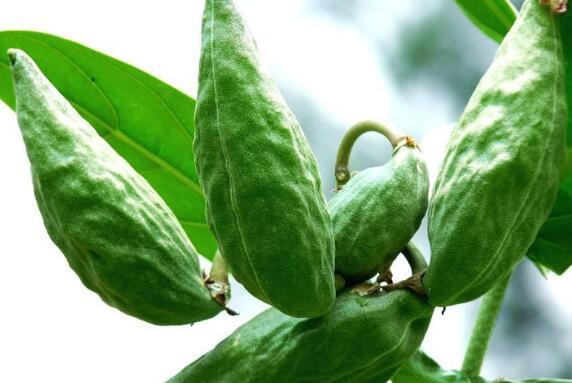 牛角酥瓜咋吃,解锁美味新体验