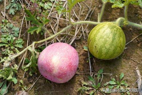 吃洋瓜的视频,视频带你领略异国风味