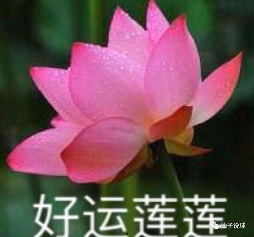 莲花楼动漫头像吃瓜,吃瓜群众眼中的奇幻世界