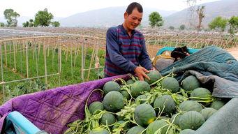 魏县的吃瓜事,一场引发全民热议的乡村奇闻