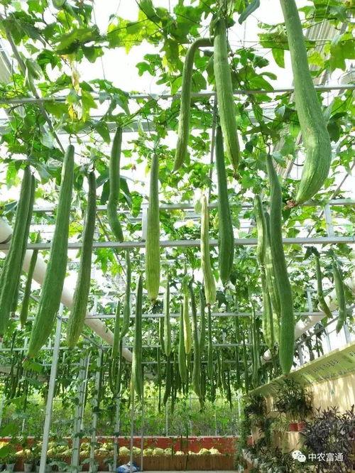 飞碟瓜做吃的,创意料理新风尚