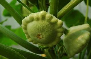 飞碟瓜做吃的,创意料理新风尚