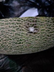 波斯蜜瓜咋吃,尽享夏日清新美味