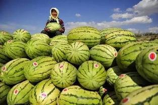 带你吃瓜品牌,带你领略“带你吃瓜”品牌的独特魅力