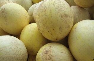 吃白兰瓜发麻,揭秘为何吃白兰瓜会引发奇异的麻感体验