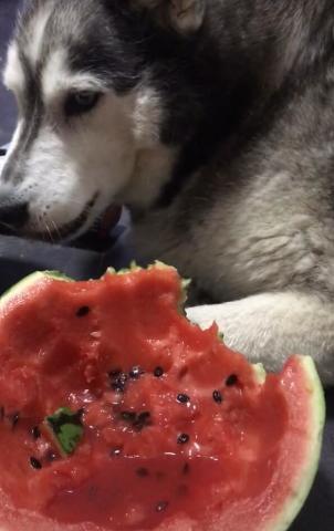 给哈士奇吃梨瓜,一场甜蜜的美食邂逅