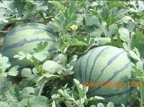 山东音乐老师吃瓜,一场网络狂欢背后的教育思考