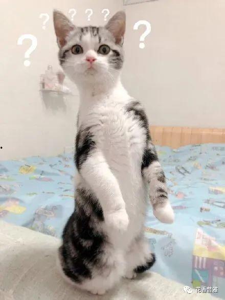 抢瓜吃的猫咪,抢瓜猫咪的欢乐时光