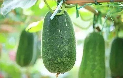 吃瓜呢还是种瓜呢,揭秘瓜类美食与种植的奥秘