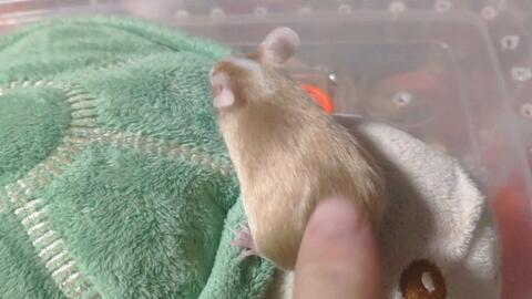 老鼠吃瓜群众视频,揭秘老鼠吃瓜群众的热闹一幕