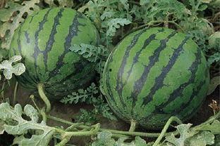 昌乐中心城吃瓜,夏日吃瓜盛宴，畅享清凉时光