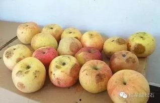 瓜头烂了可以吃吗,“瓜头烂了还能吃吗？揭秘水果腐烂的真相与食用安全”