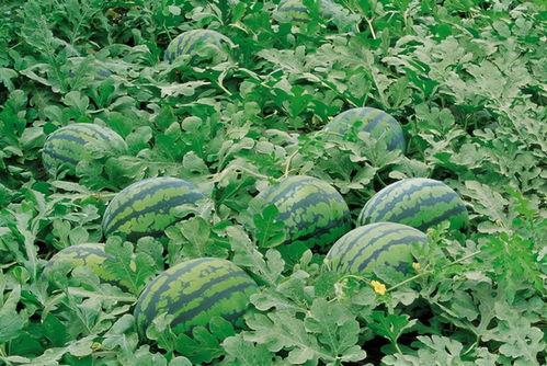 北枫吃莎莉瓜,美味瞬间绽放