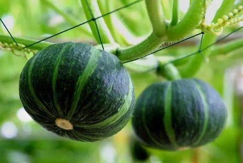 北枫吃莎莉瓜,美味瞬间绽放