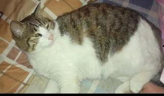 抢瓜吃的猫咪,抢瓜猫咪的欢乐时光