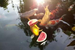 锦鲤余晖吃瓜,揭秘娱乐圈幕后风云