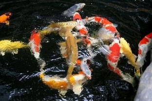 锦鲤余晖吃瓜,揭秘娱乐圈幕后风云