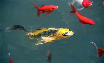 锦鲤余晖吃瓜,揭秘娱乐圈幕后风云