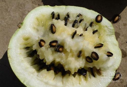 梦到吃洗籽瓜,揭秘梦中吃洗籽瓜的神秘寓意