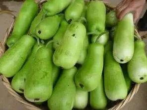 长的葫芦瓜怎么吃